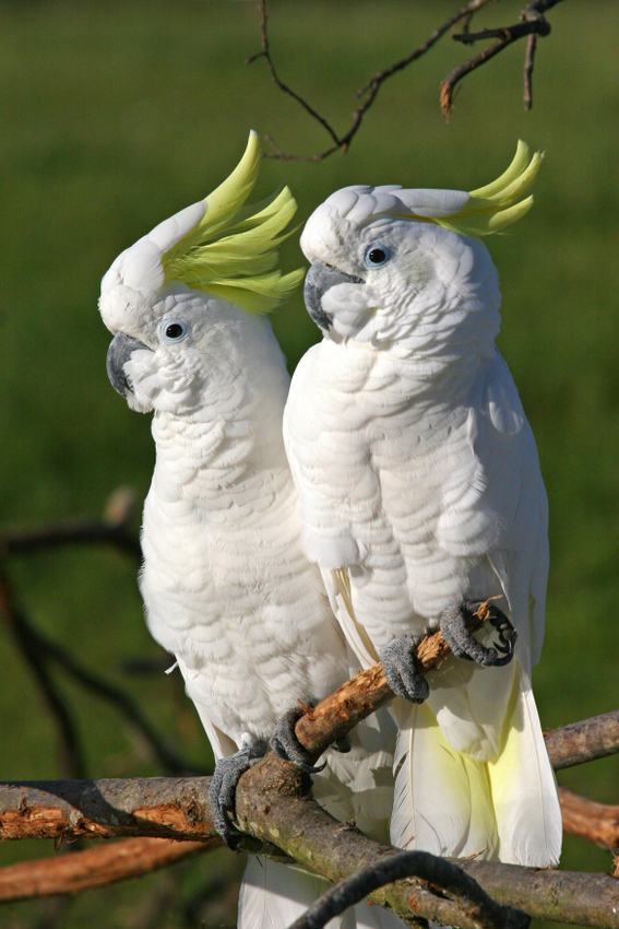 Grenoble L Australie vol d oiseaux